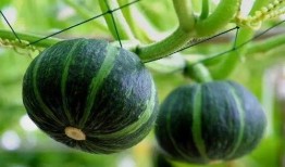 xingzhigogo421免费吃瓜