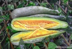 网红吃瓜赵露丝图片,表情包走红网络