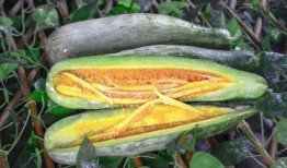 网红吃瓜赵露丝图片,表情包走红网络