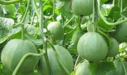 甜瓜生物爆料是真的吗视频,甜瓜生物爆料视频真实性揭秘