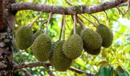 榴莲加工爆料视频播放,视频带你领略独特风味制作过程