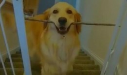 狗的视频大全爆料,视频大全里的欢乐瞬间