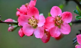 海棠在线观看,沉浸式观赏，尽享春日海棠盛宴