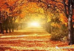 秋天妈妈最新视频爆料大全,精彩瞬间大盘点