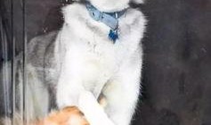 一个狗狗最新爆料图片视频,狗狗最新爆料，萌态可掬引网友热议