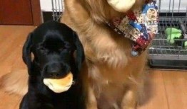 狗子爆料暑期视频,暑期视频幕后花絮大曝光