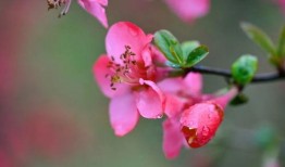 海棠在线观看,沉浸式观赏，尽享春日海棠盛宴