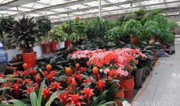 唐山花店吃瓜网红是谁啊,她是如何一夜爆红的？