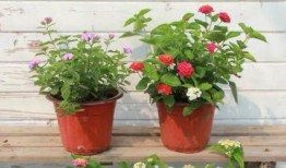 沧州吃瓜爆料视频最新