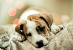 一个狗狗最新爆料图片视频,狗狗最新爆料，萌态可掬引网友热议