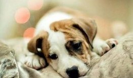 一个狗狗最新爆料图片视频,狗狗最新爆料，萌态可掬引网友热议