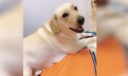 狗的视频大全爆料,视频大全里的欢乐瞬间
