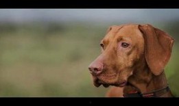 狗的视频大全爆料,视频大全里的欢乐瞬间