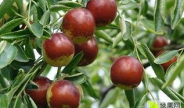 冬枣储存爆料方法图片视频,揭秘图片视频中的储存高招