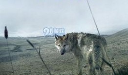 电影重返狼群在线观看,野性呼唤，勇闯天涯