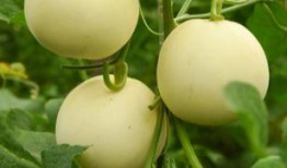 甜瓜生物爆料是真的吗视频,甜瓜生物爆料视频真实性揭秘