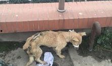 一个狗狗最新爆料图片视频,狗狗最新爆料，萌态可掬引网友热议