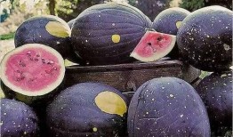 吃瓜八卦网红是谁啊图片,吃瓜八卦网红背后的神秘面纱