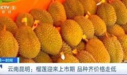 榴莲加工爆料视频播放,视频带你领略独特风味制作过程