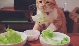 娱乐八卦爆料黑料真假,真真假假，黑料背后的真相大起底
