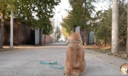 老狗爆料女网红视频在线观看,老狗爆料事件全程回顾