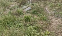 羊叫视频在线观看,在线观看羊叫视频，感受田园牧歌之美