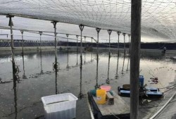 爆料养虾大棚视频大全下载,视频大全带你一探究竟