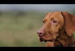 狗的视频大全爆料,视频大全里的欢乐瞬间