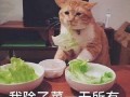 娱乐八卦爆料黑料真假,真真假假，黑料背后的真相大起底